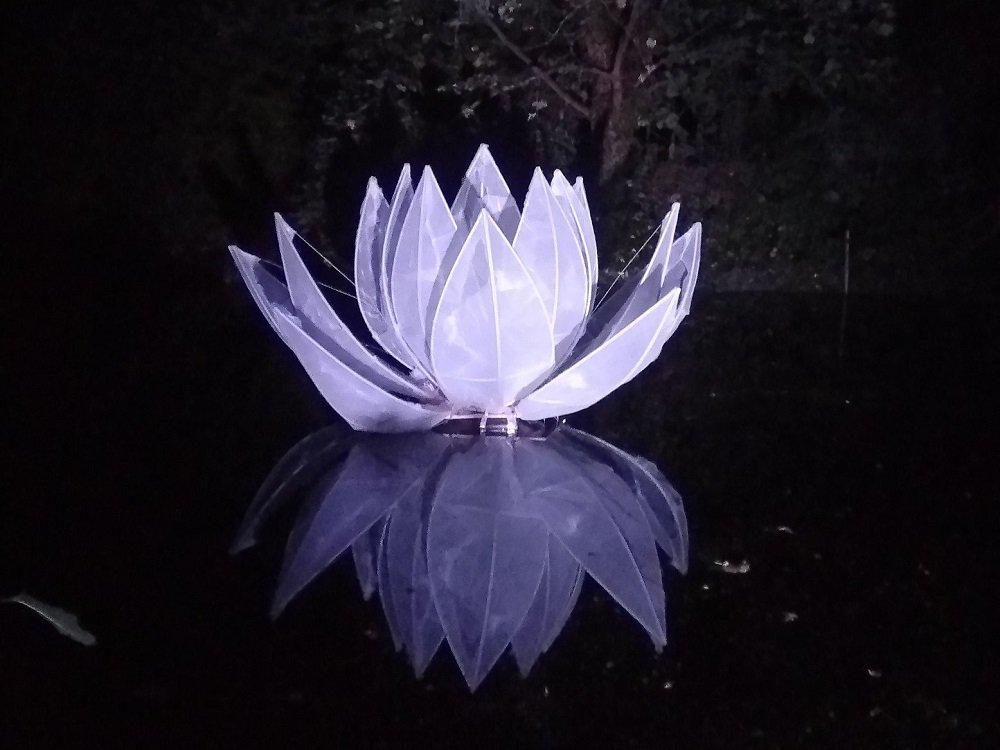 Water Lily