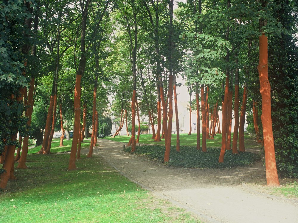 Forêt Surprise