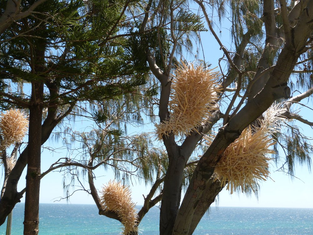 STICKY NESTS