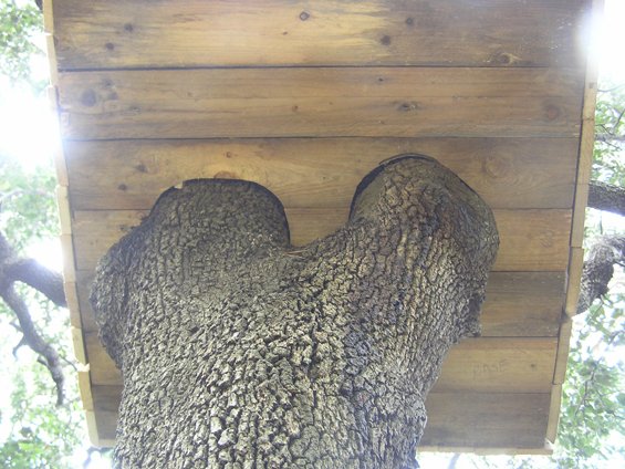 Nest / house