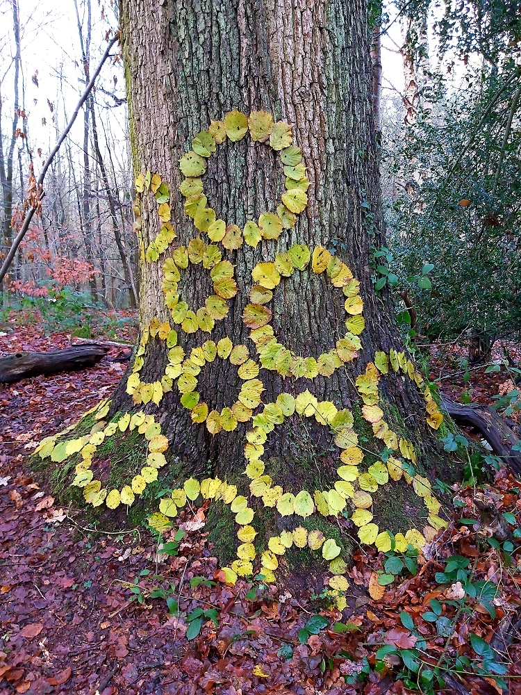Hazel Rings