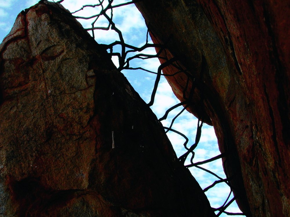 Branches_between_red_granite,_Mekkatharra,_Australia,_2001.jpg