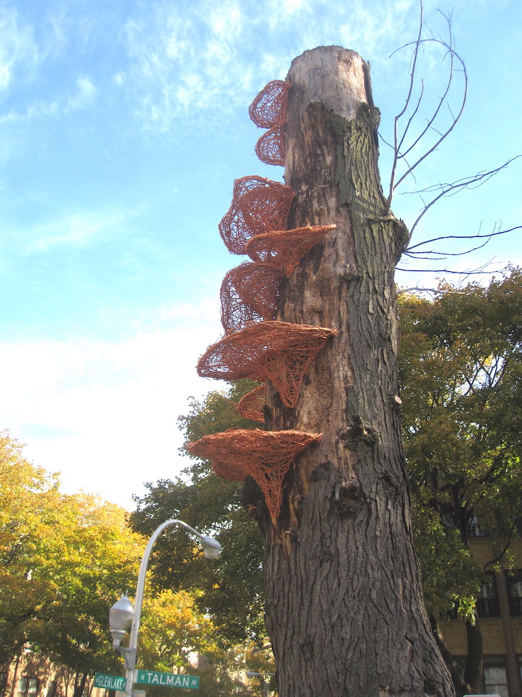 Tree Fungi